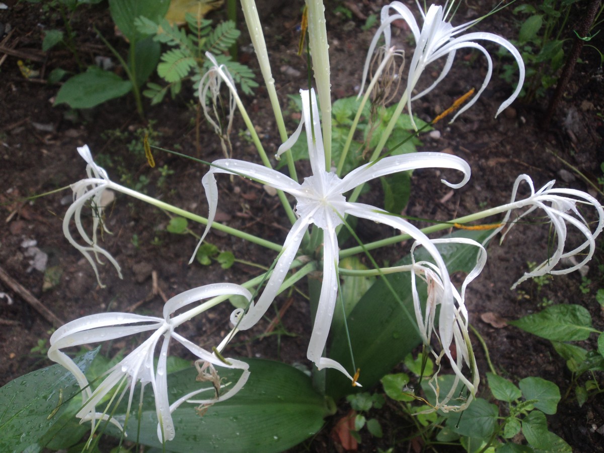 Hymenocallis caribaea (L.) Herb.